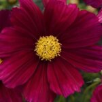 Cosmos, Sonata Purple Shades