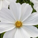 Cosmos, Sonata White