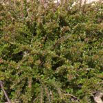 Cotoneaster, Tom Thumb