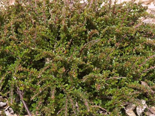 Cotoneaster, Tom Thumb