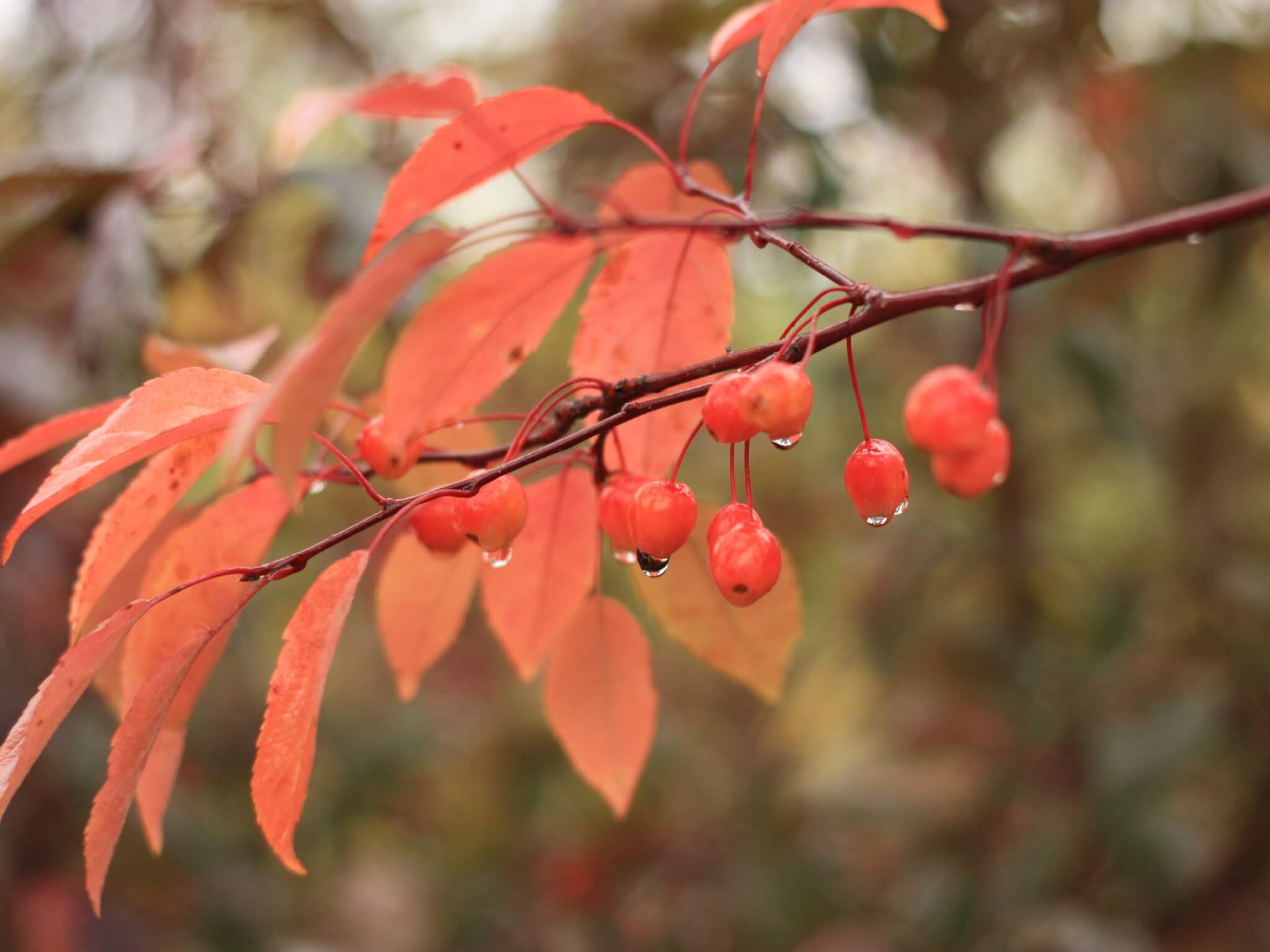 Crabapple, Indian Magic
