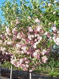 Crabapple, Prairie Rose
