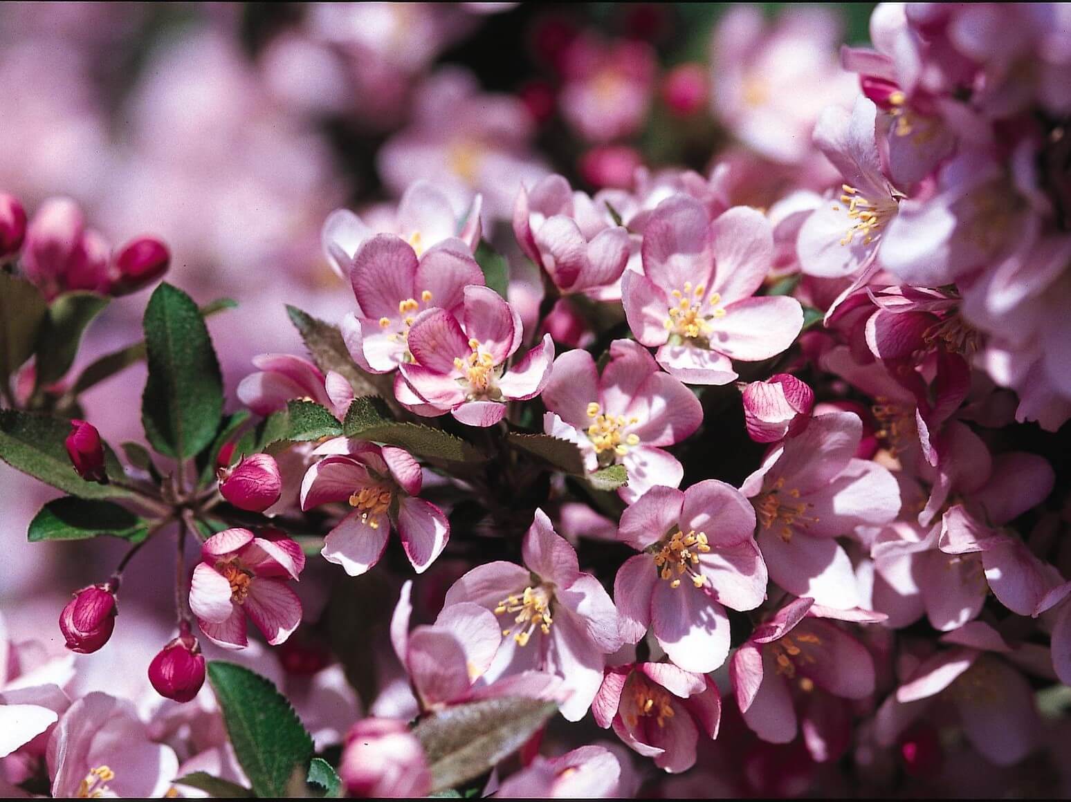 Crabapple, Camelot