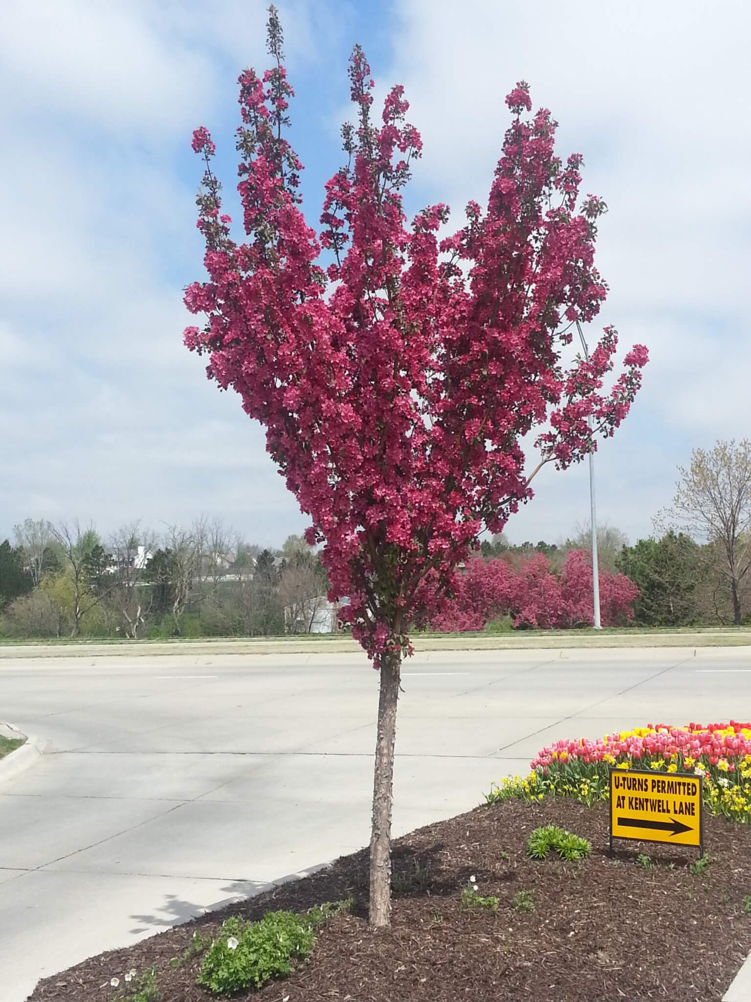 Crabapple, Red Baron