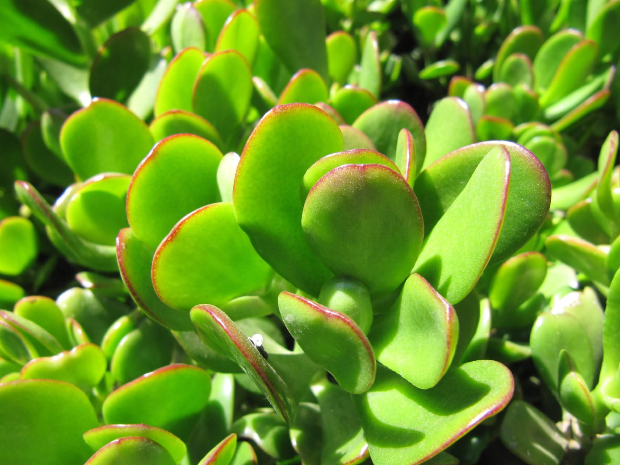 Crassula, Baby Jade