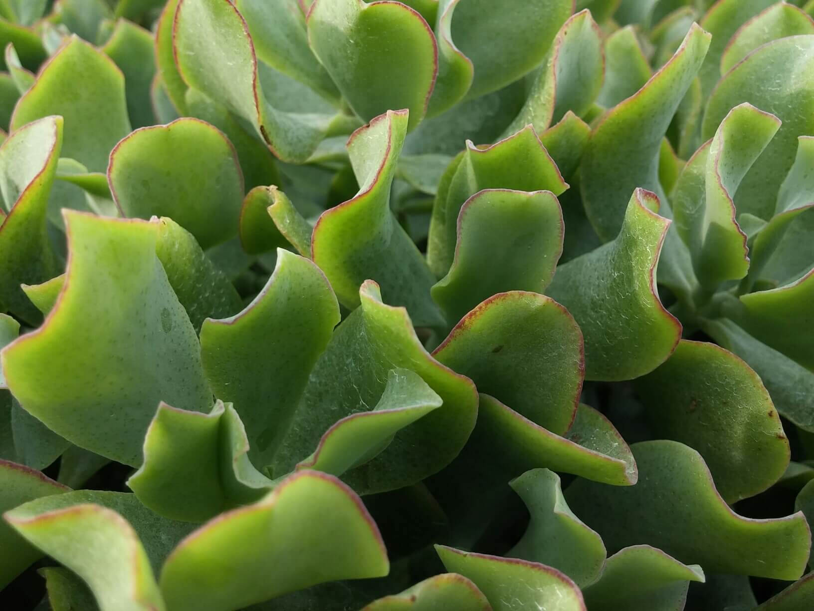 Crassula, Curly Green