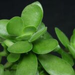 Crassula, Money Maker