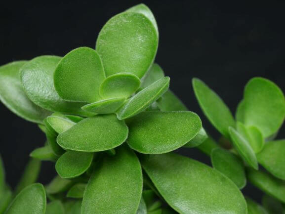 Crassula, Money Maker