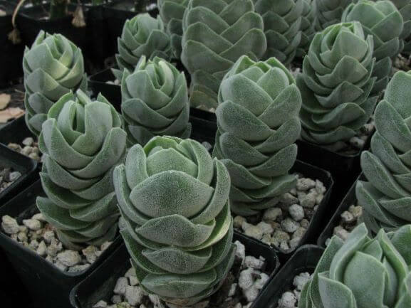 Crassula, Pangolin