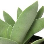 Crassula, Propeller Plant
