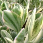 Crassula, Variegated Jade