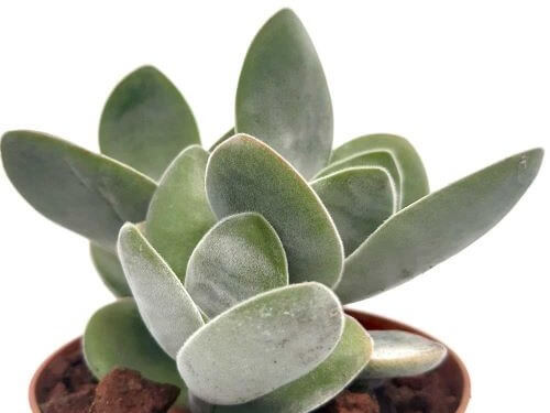 Crassula obvallata