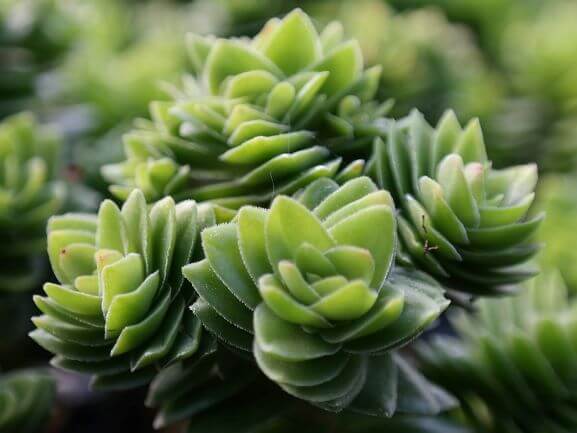 Crassula, Spiralis