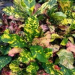 Croton Magnificent