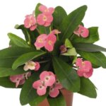 Crown of Thorns, Pink Cadillac