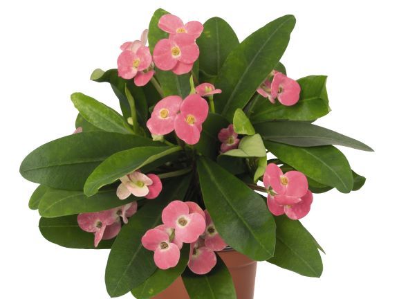Crown of Thorns, Pink Cadillac