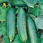 Cucumber, Bush Champion
