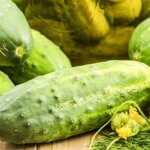 Cucumber, Bush Pickle