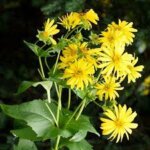 Cup Plant