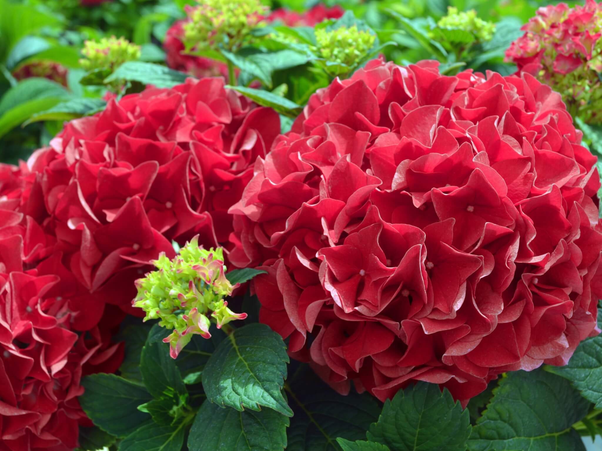Hydrangea, Bigleaf Grateful Red