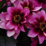 Dahlia, Dreamy Nights
