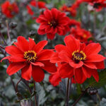 Dahlia, Happy Days Scarlet