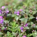 Dead Nettle, Ghost