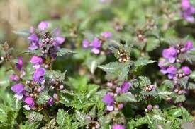 Dead Nettle, Ghost