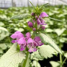 Dead Nettle, Orchid Frost