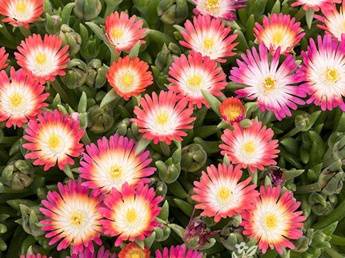 Ice Plant, Jewel of the Desert Ruby