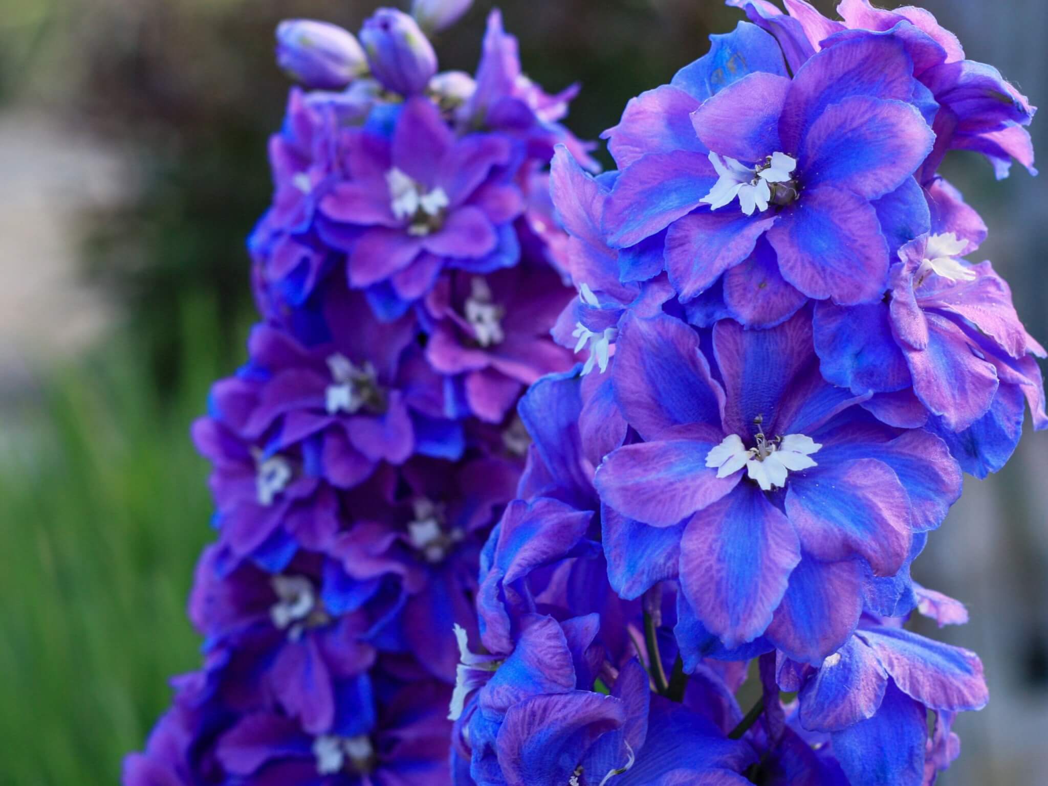 Delphinium, Guardian Blue