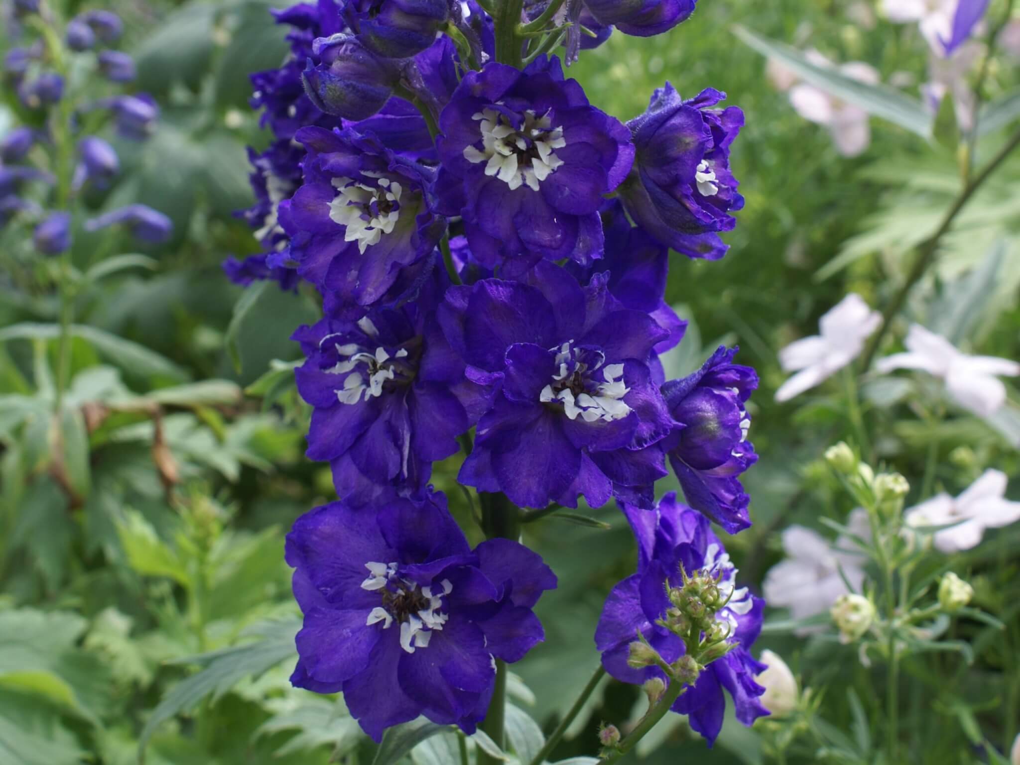 Delphinium, Magic Fountain Dark Blue