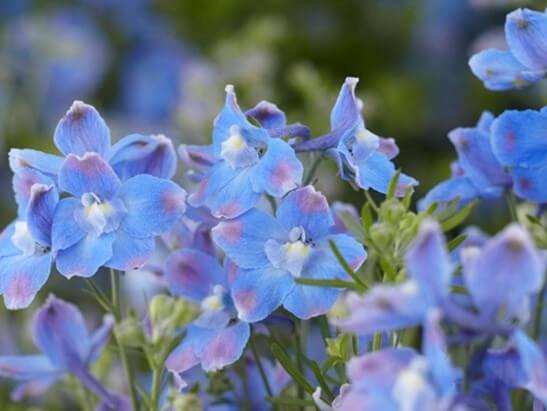 Delphinium, Summer Blues