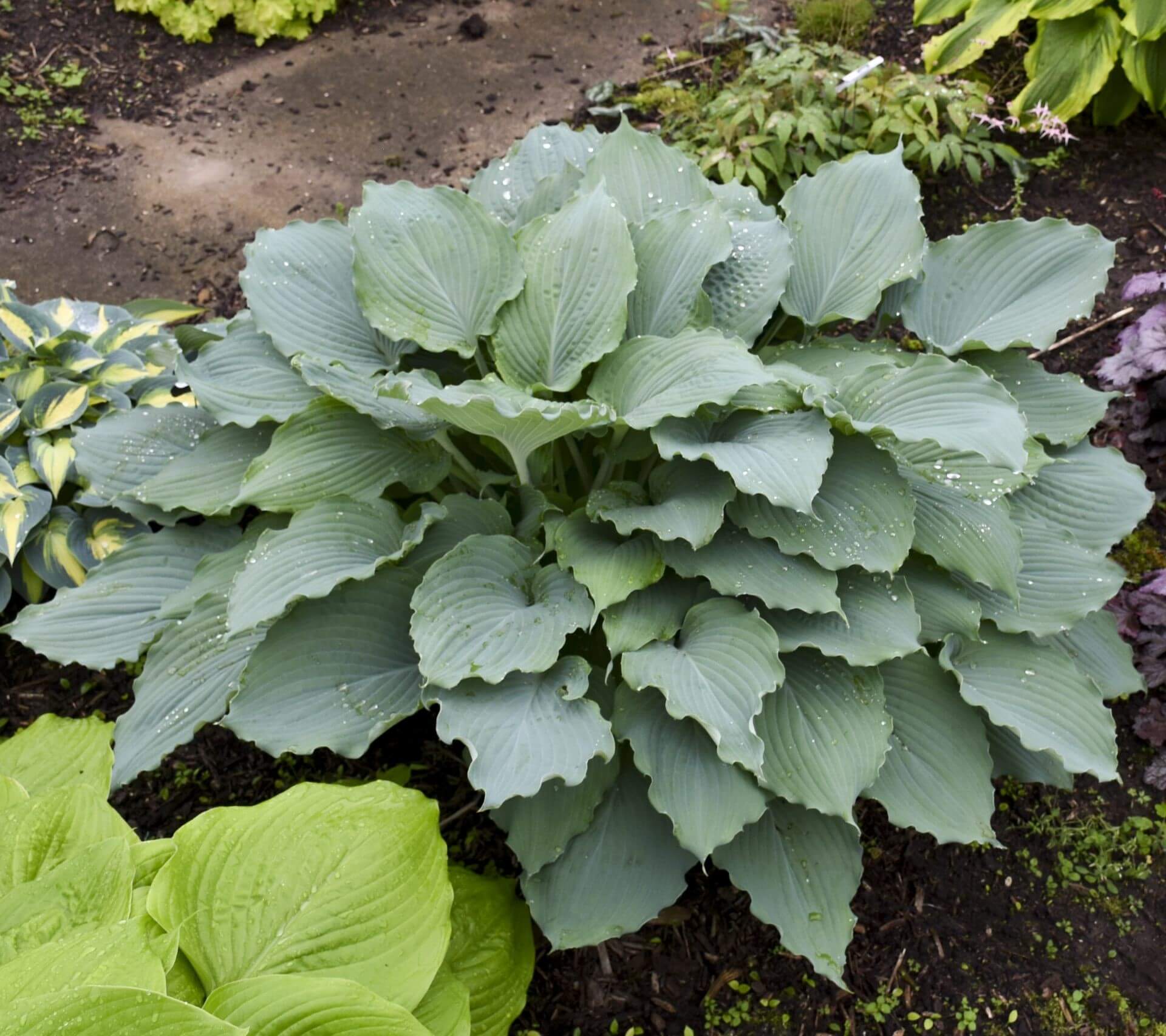 Hosta, Diamond Lake