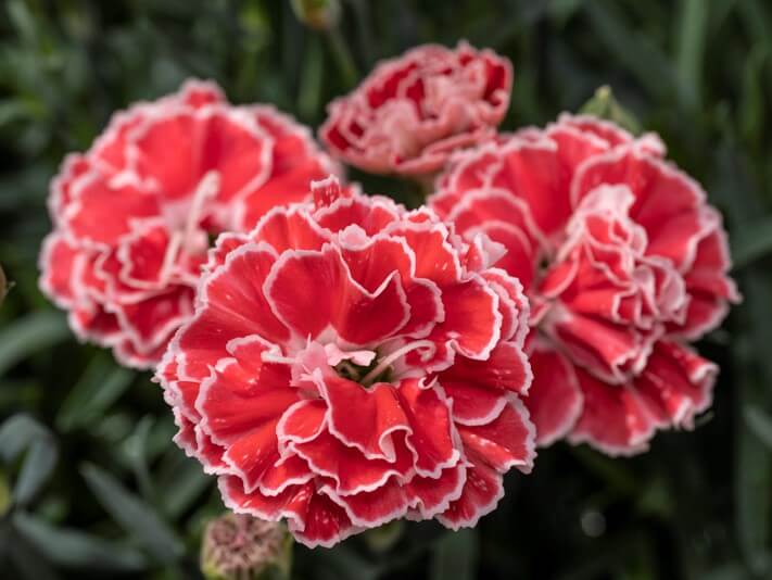 Dianthus, Crush Orange