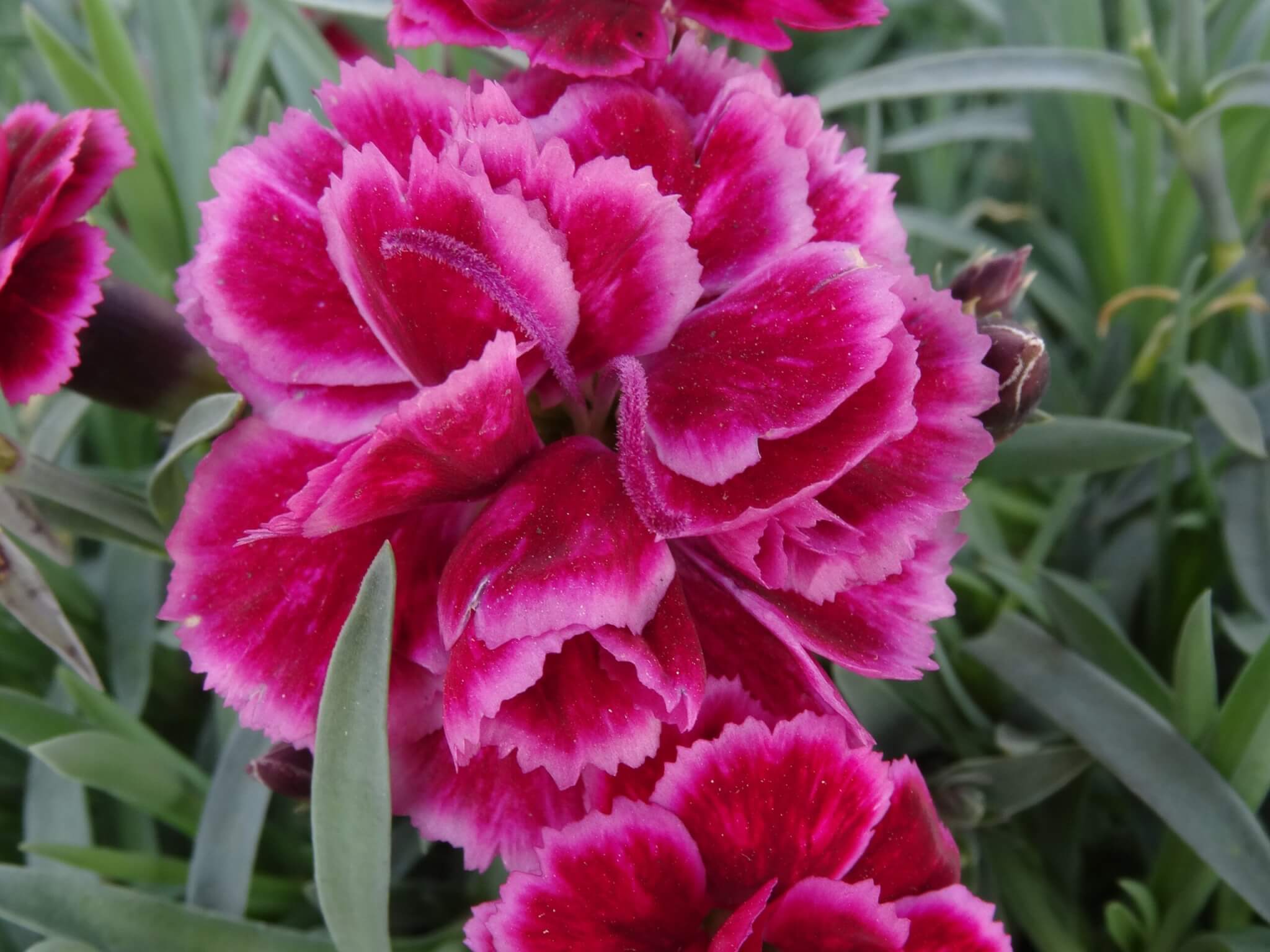 Dianthus, Everlast Burgundy Blush