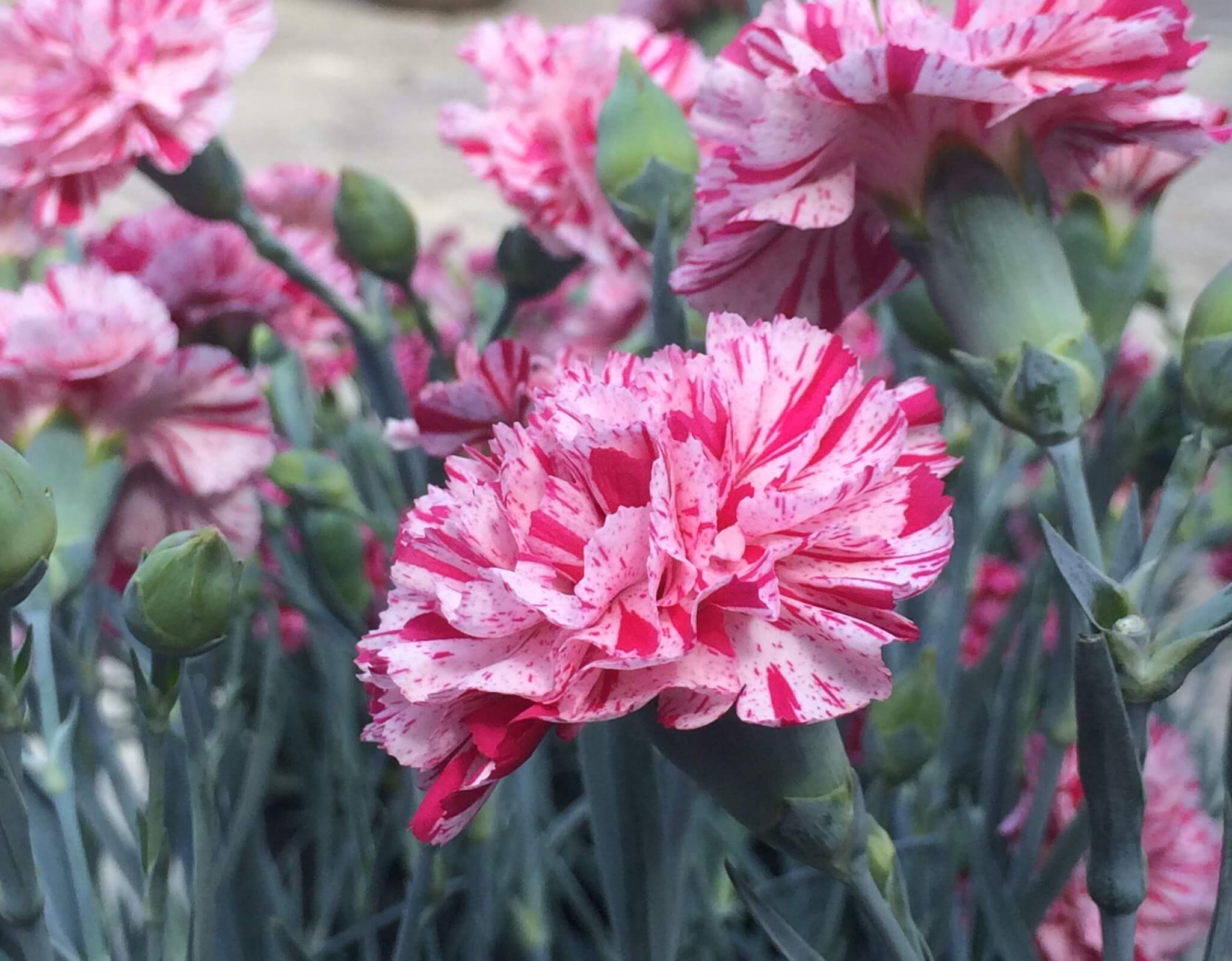 Dianthus, Pinball Wizard