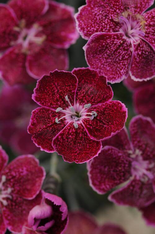 Dianthus, Lavender Lace