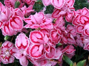 Dianthus, Starburst