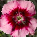 Dianthus, Venti Parfait Crimson Eye