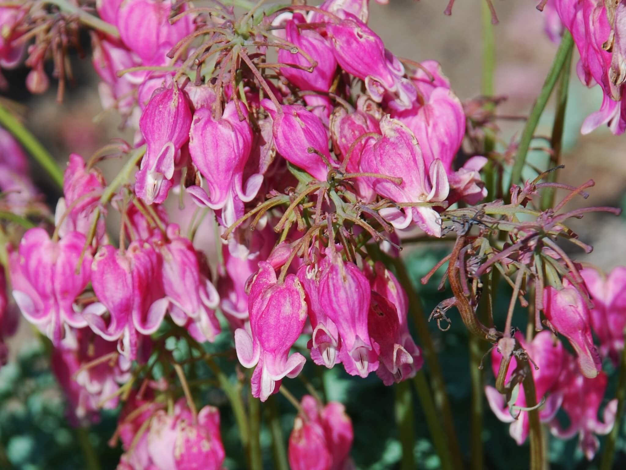 Bleeding Heart, King of Hearts