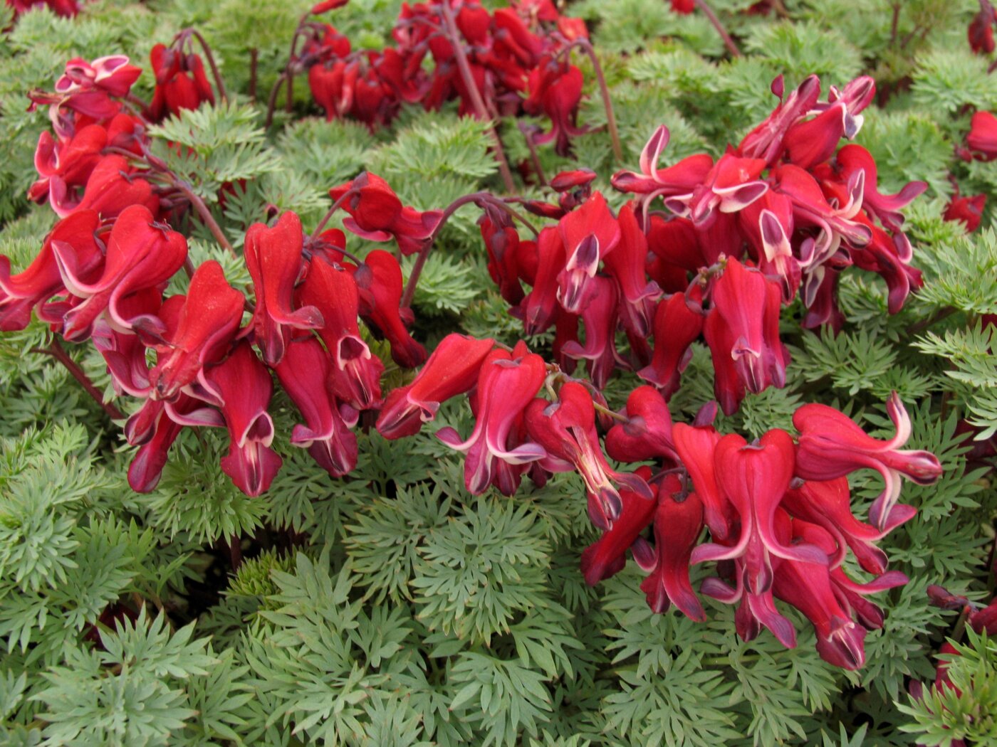 Bleeding Heart, Burning Hearts Campbell's Nursery