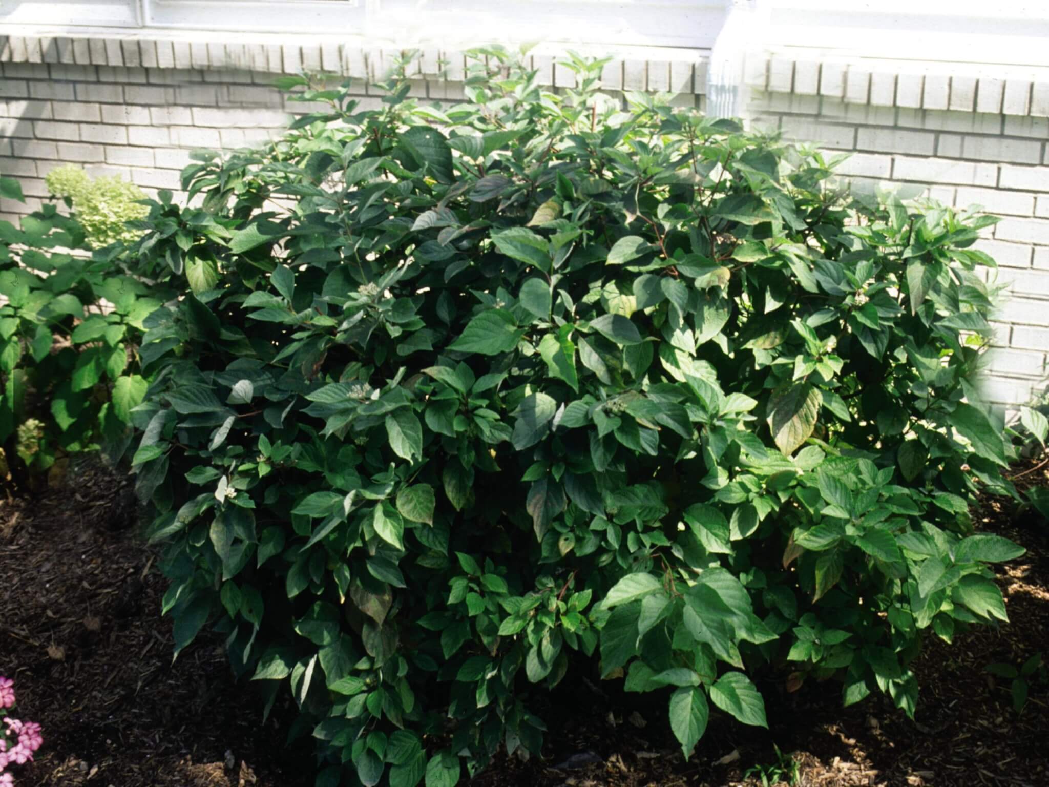 Dogwood, Redstem Allemans Compact