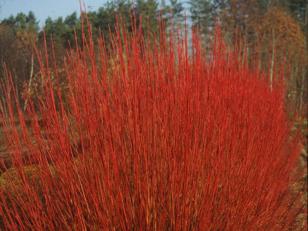 Dogwood, Redstem Cardinal