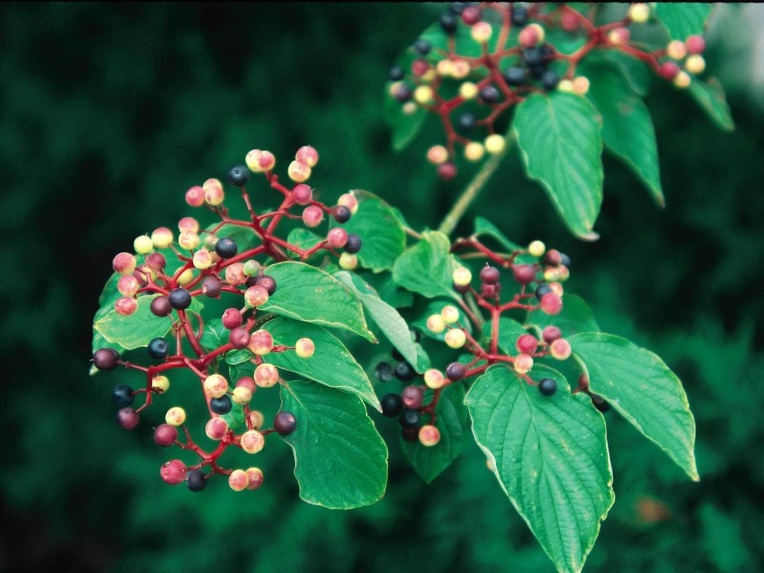 Dogwood, Pagoda