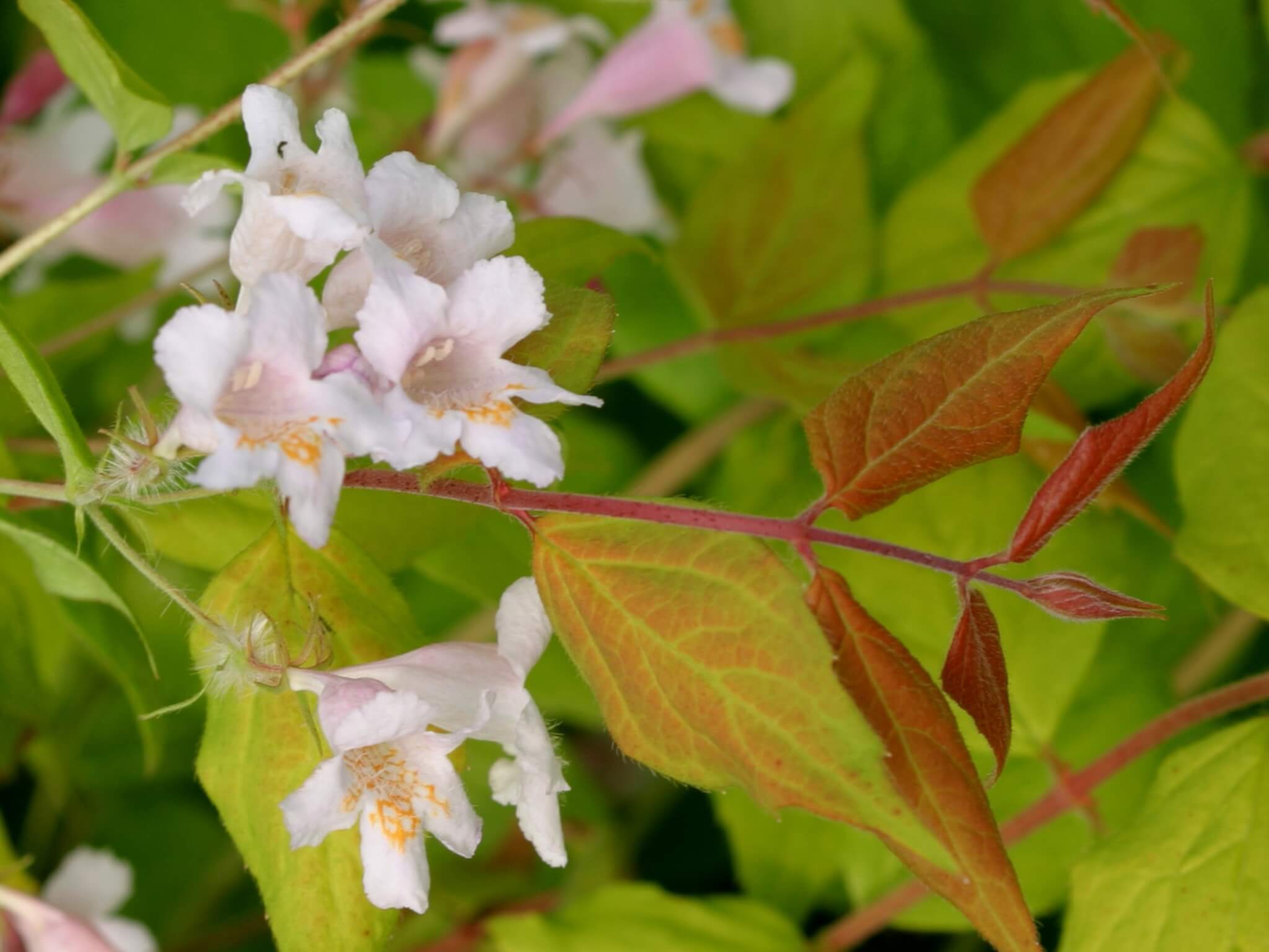 Beautybush, Dream Catcher