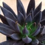 Echeveria, Black Knight