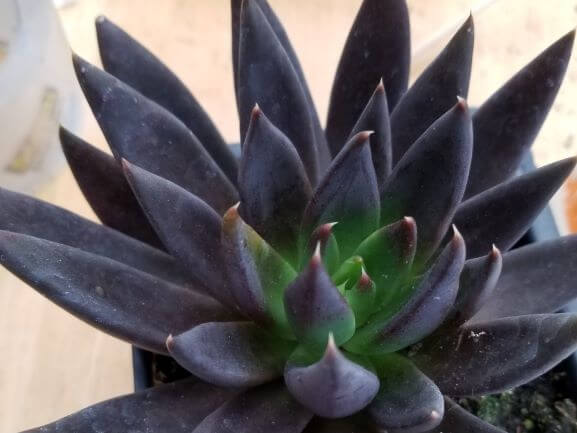 Echeveria, Black Knight