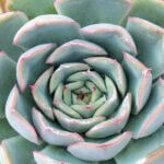 Echeveria, Hercules