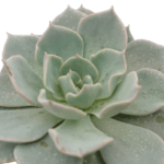 Echeveria, Lotus